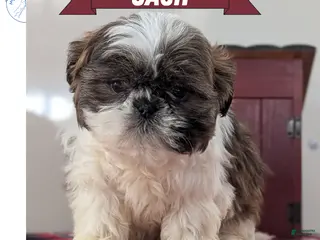 Shih Tzu dogs Cash - Ad 6