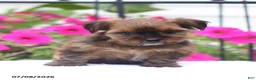Shorkie dogs for sale: Marley - Ad 3