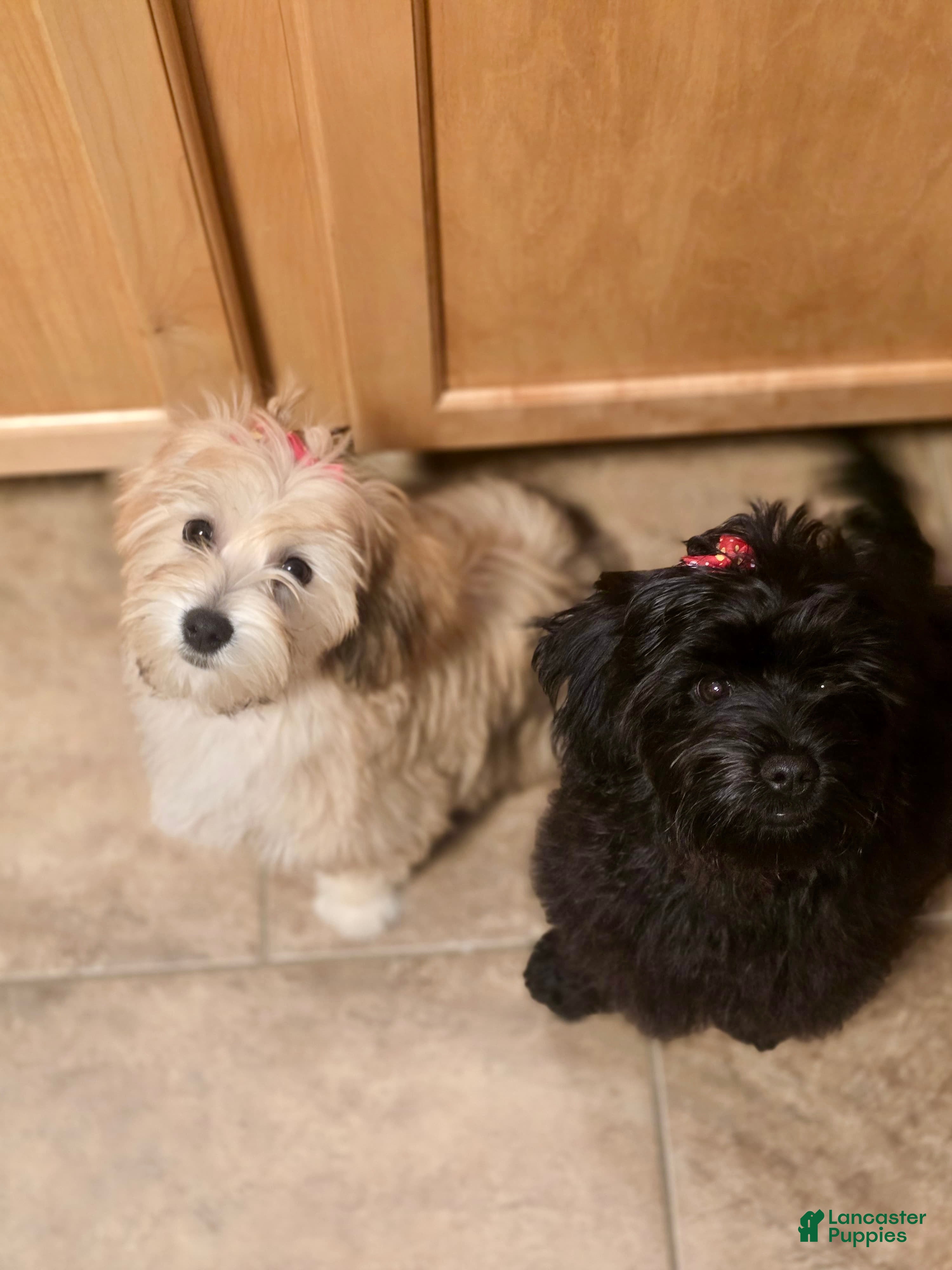 Mixed Breed dogs Mixed Breed 1 - Ad 3