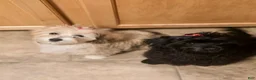 Mixed Breed dogs for sale: Mixed Breed 1 - Ad 1