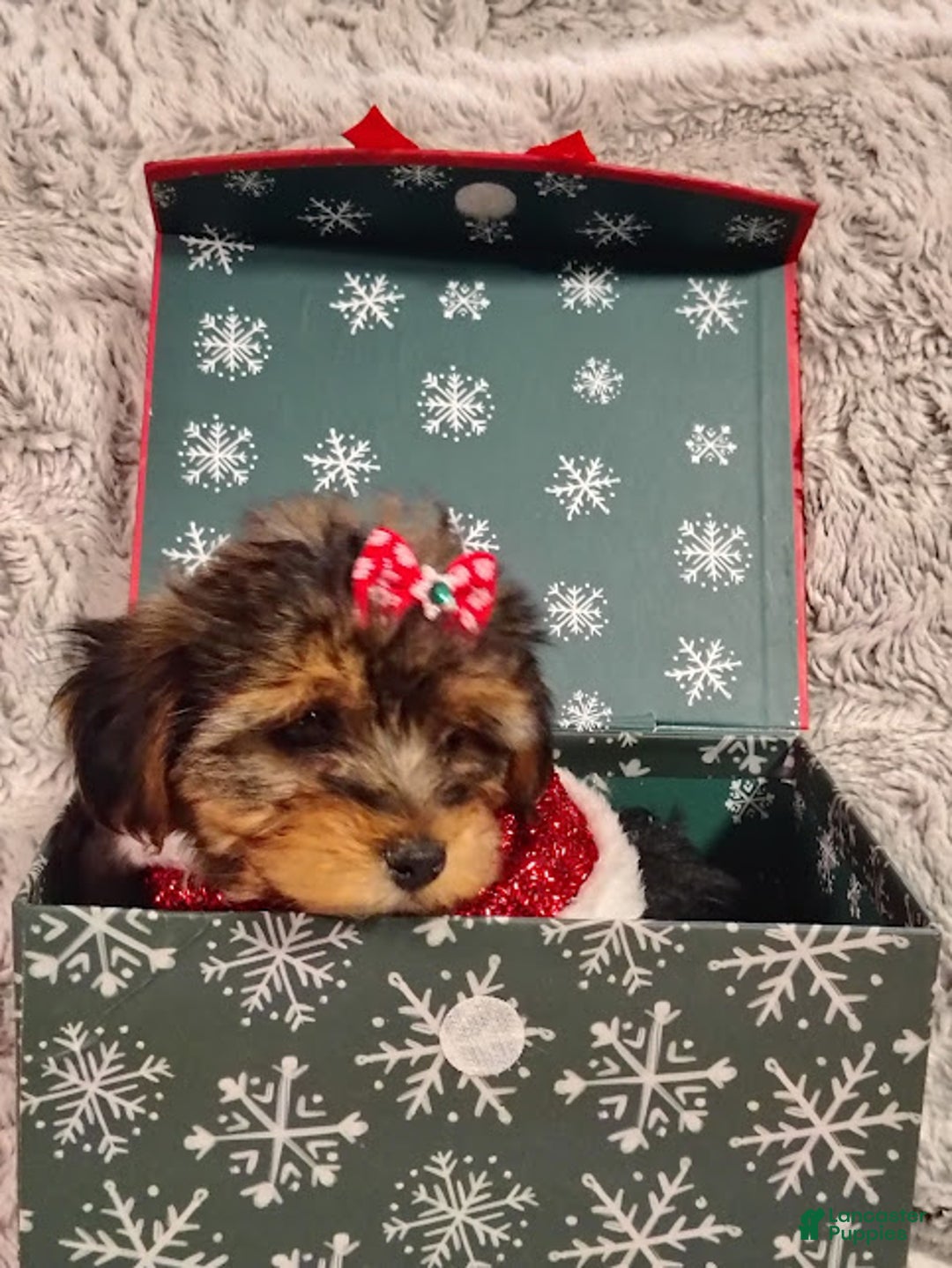 Yorkiepoo dogs for sale: Nova - Ad 1