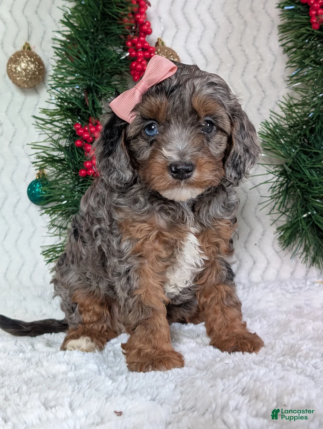Cavapoo dogs for sale: Abby  - Ad 24