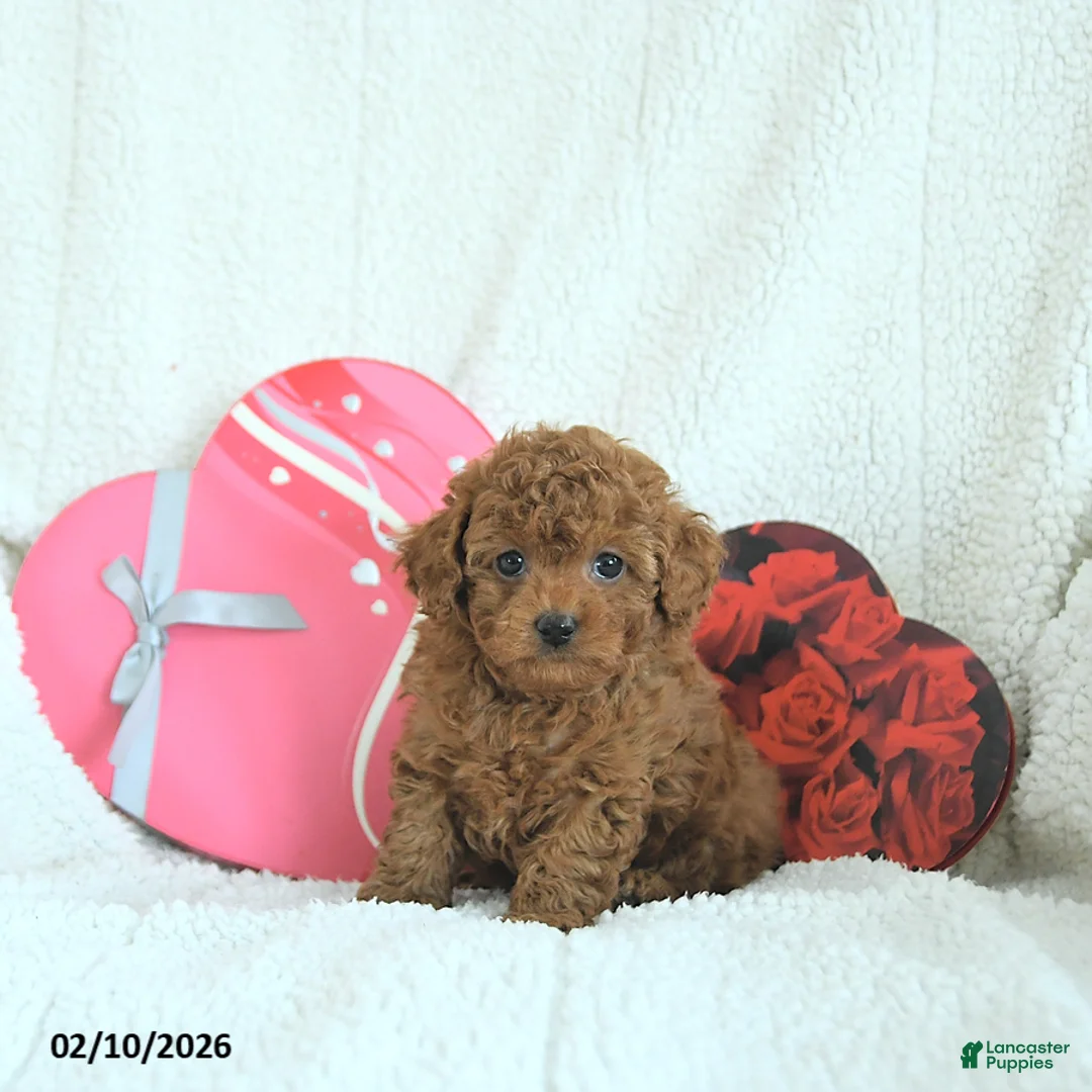 Toy Poodle dogs for sale: Bentley HOUSE RAISED - Ad 4