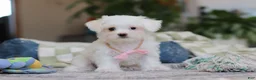 Morkie dogs for sale: Holly - Ad 1