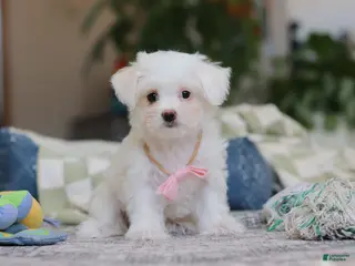 Morkie dogs Holly - Ad 26