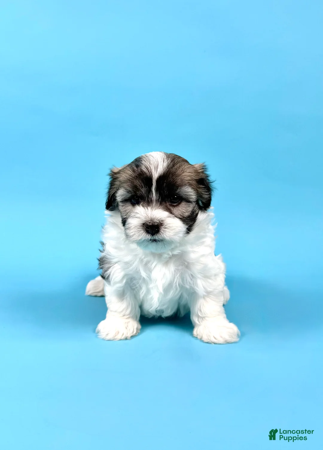 Havanese dogs for sale: WENDELL - Ad 1