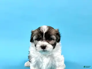 Havanese dogs for sale: WENDELL - Ad 1