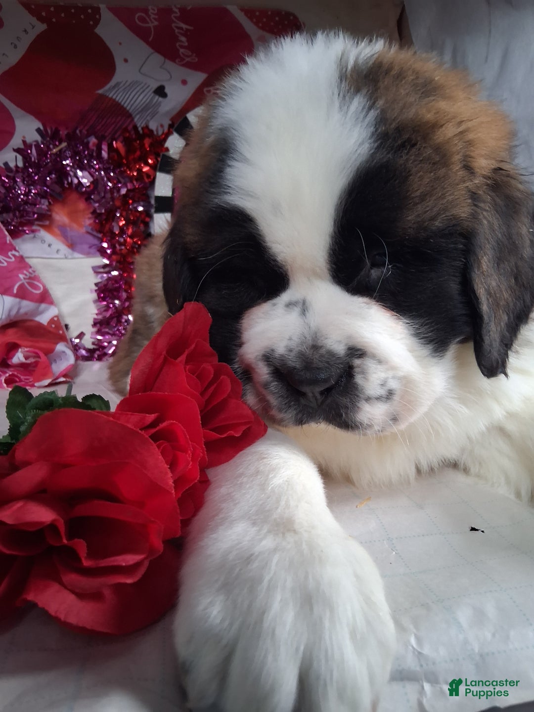 Saint Bernard dogs for sale: Magnus  - Ad 2