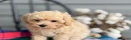 Maltipoo dogs for sale: Pal - Ad 11