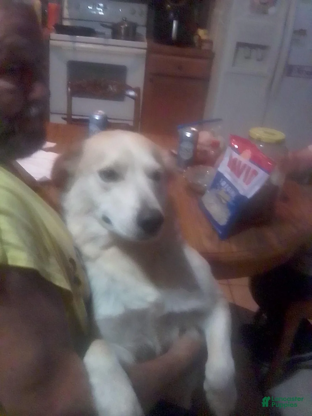 Mixed Breed dogs for sale: Mixed Breed 2 - Ad 2
