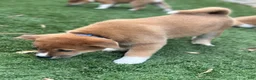 Shiba Inu dogs for sale: Meatball - Ad 5