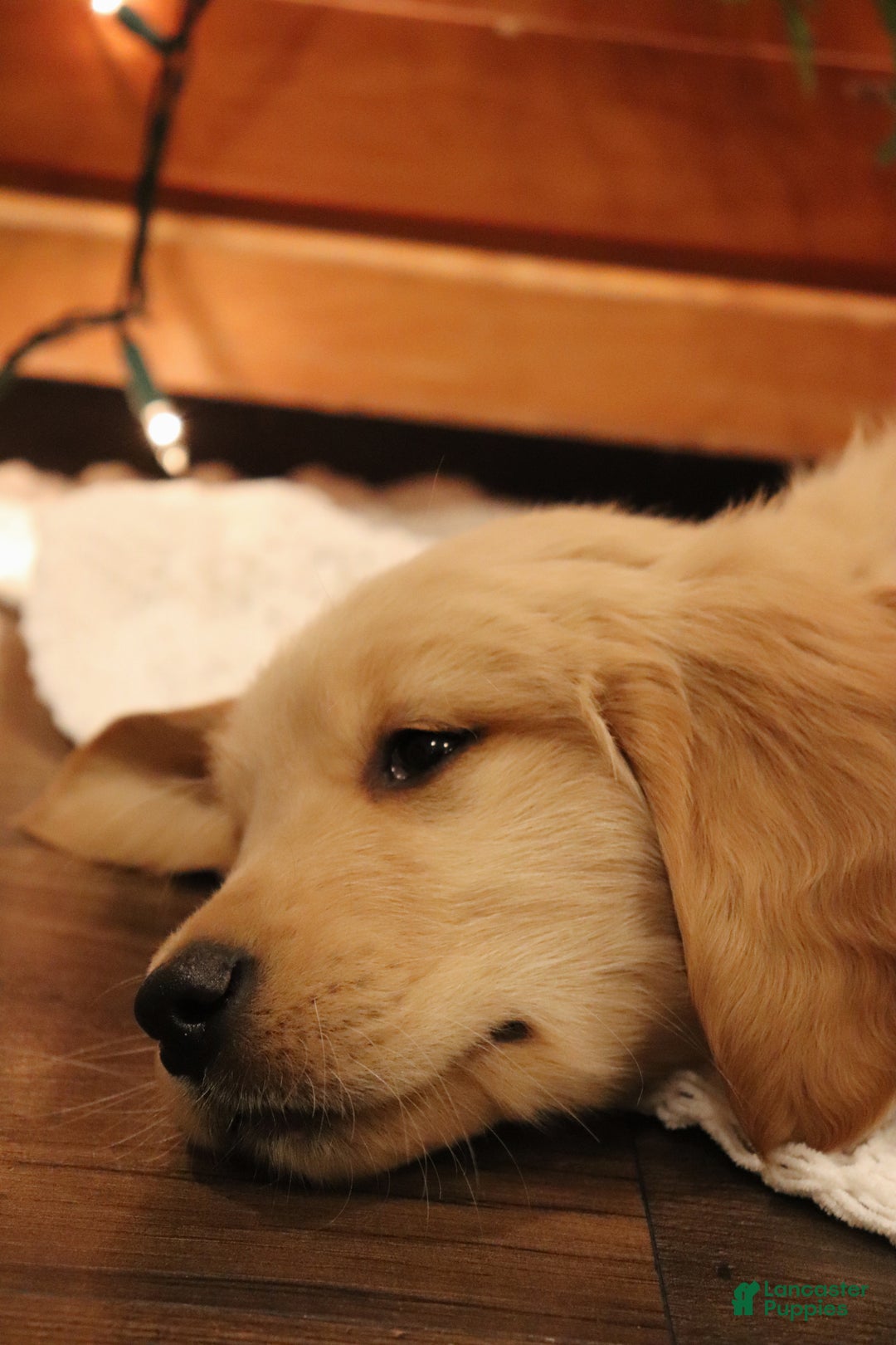 Golden Retriever dogs for sale: Wellington - Ad 2