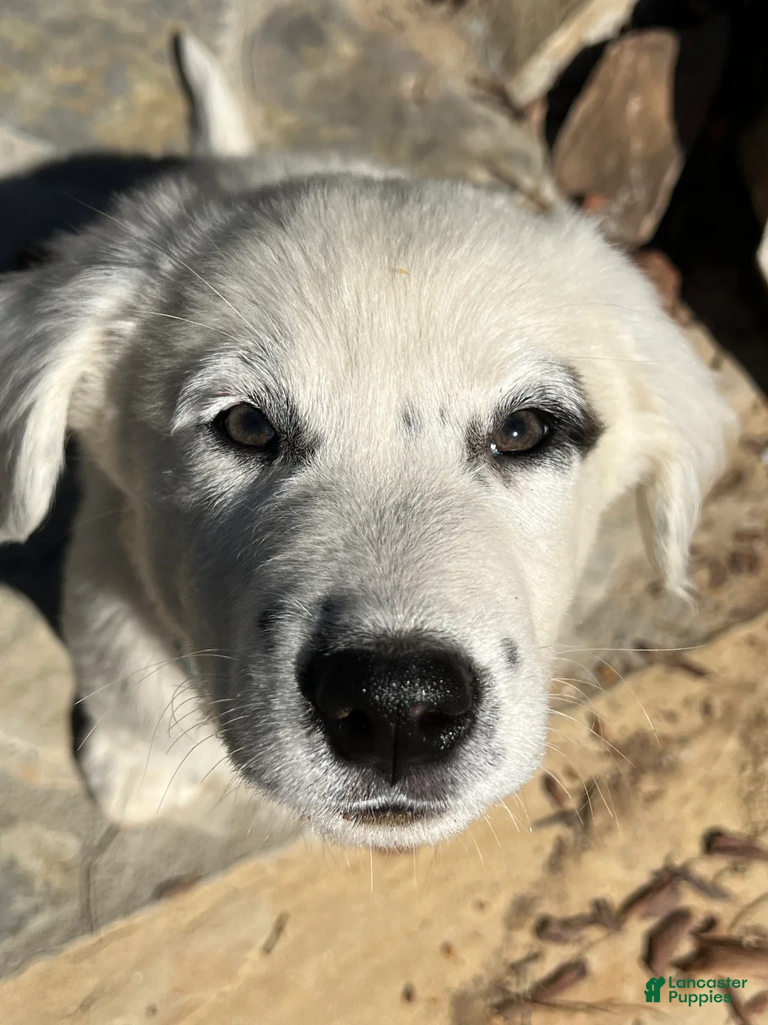 Mixed Breed dogs for sale: Mixed Breed Puppy #5 - Ad 1