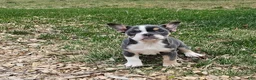 Mixed Breed dogs for sale: Mini Bulldog Blue Tri-color - Ad 10