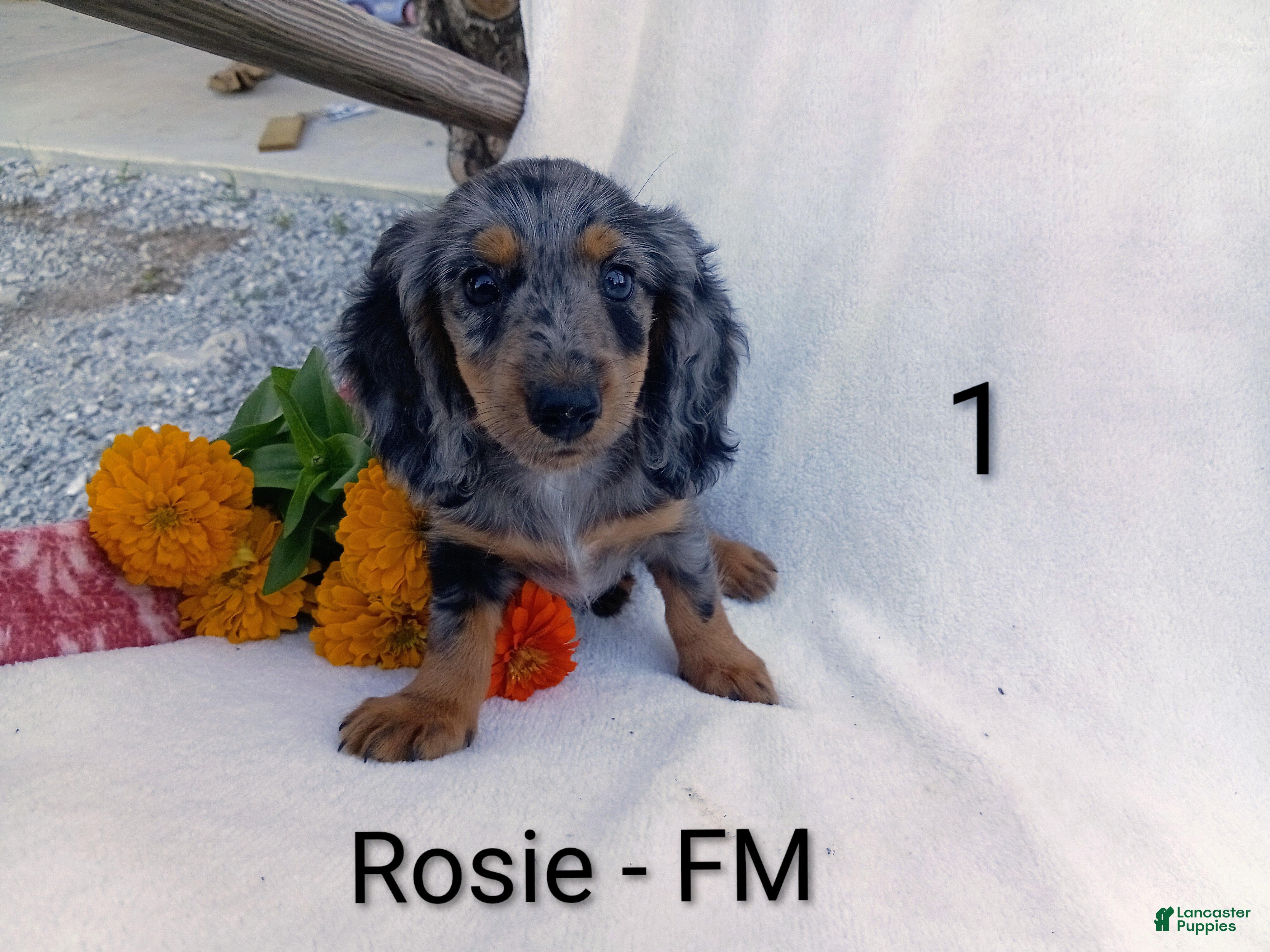 Miniature Dachshund dogs Rosie - Ad 1