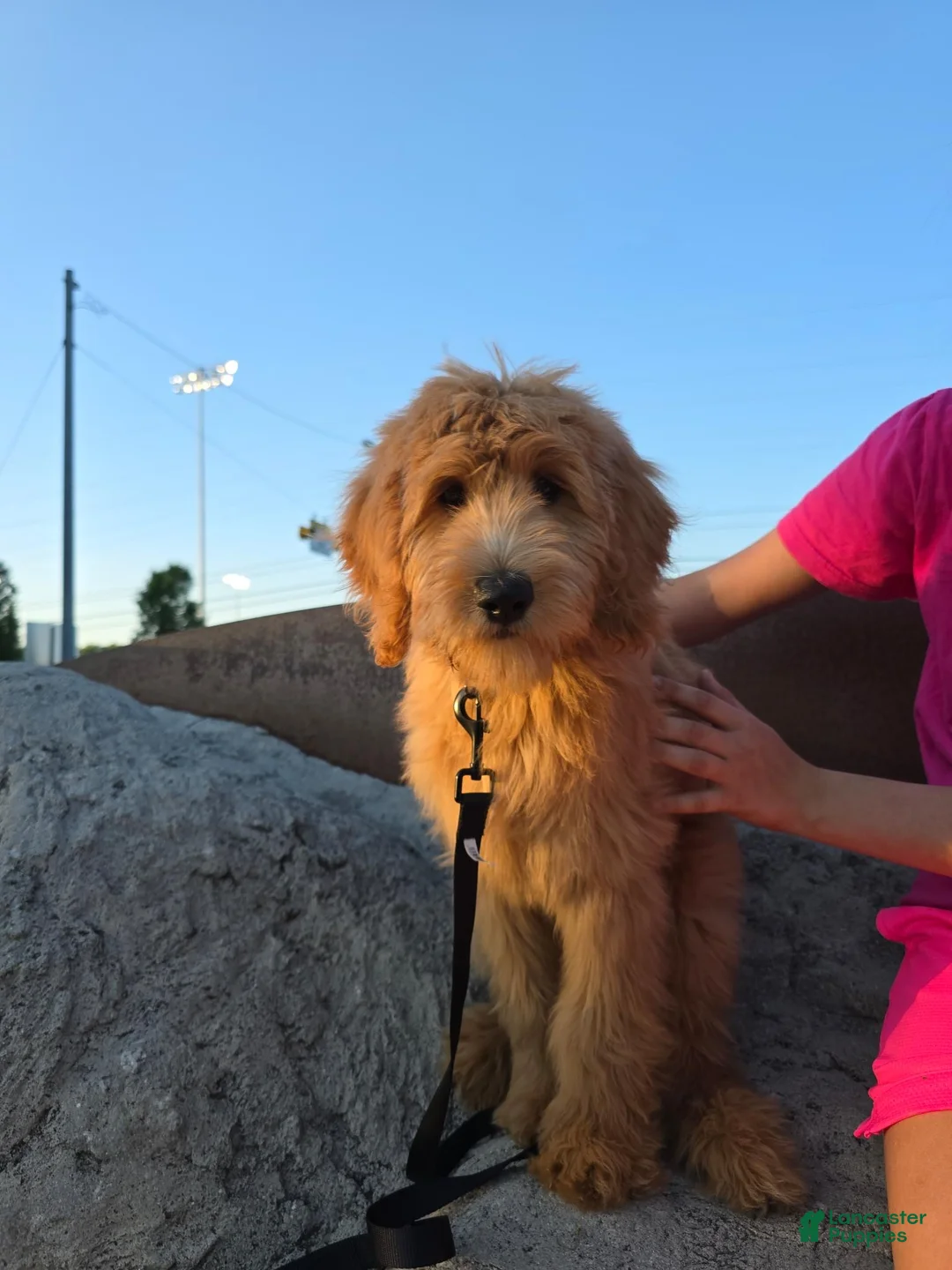 Goldendoodle dogs for sale: Goldendoodle Puppy 1 - Ad 1