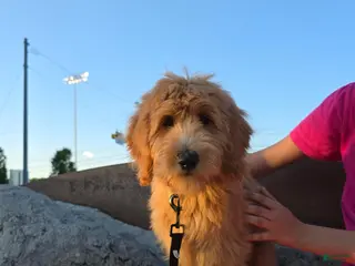 Goldendoodle dogs Goldendoodle Puppy 1 - Ad 17