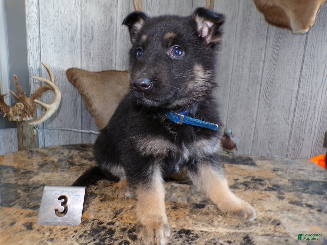 German Shepherd dogs for sale: German Shepherd Puppy 3 Benny - Ad 3
