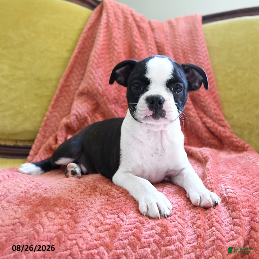 Boston Terrier dogs Zipper - Ad 2