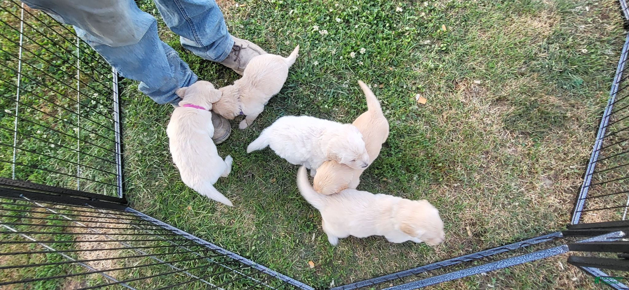 Golden Retriever dogs Golden Retriever 4 - Ad 8