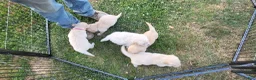 Golden Retriever dogs for sale: Golden Retriever 4 - Ad 1