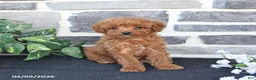 Cavapoo dogs for sale: Lilly - Ad 1