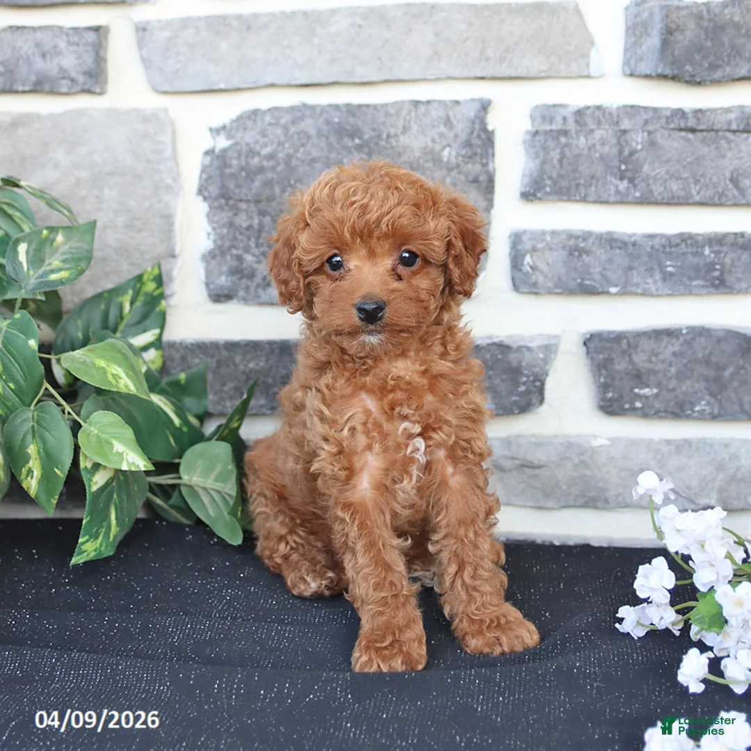 Cavapoo dogs for sale: Lilly - Ad 1