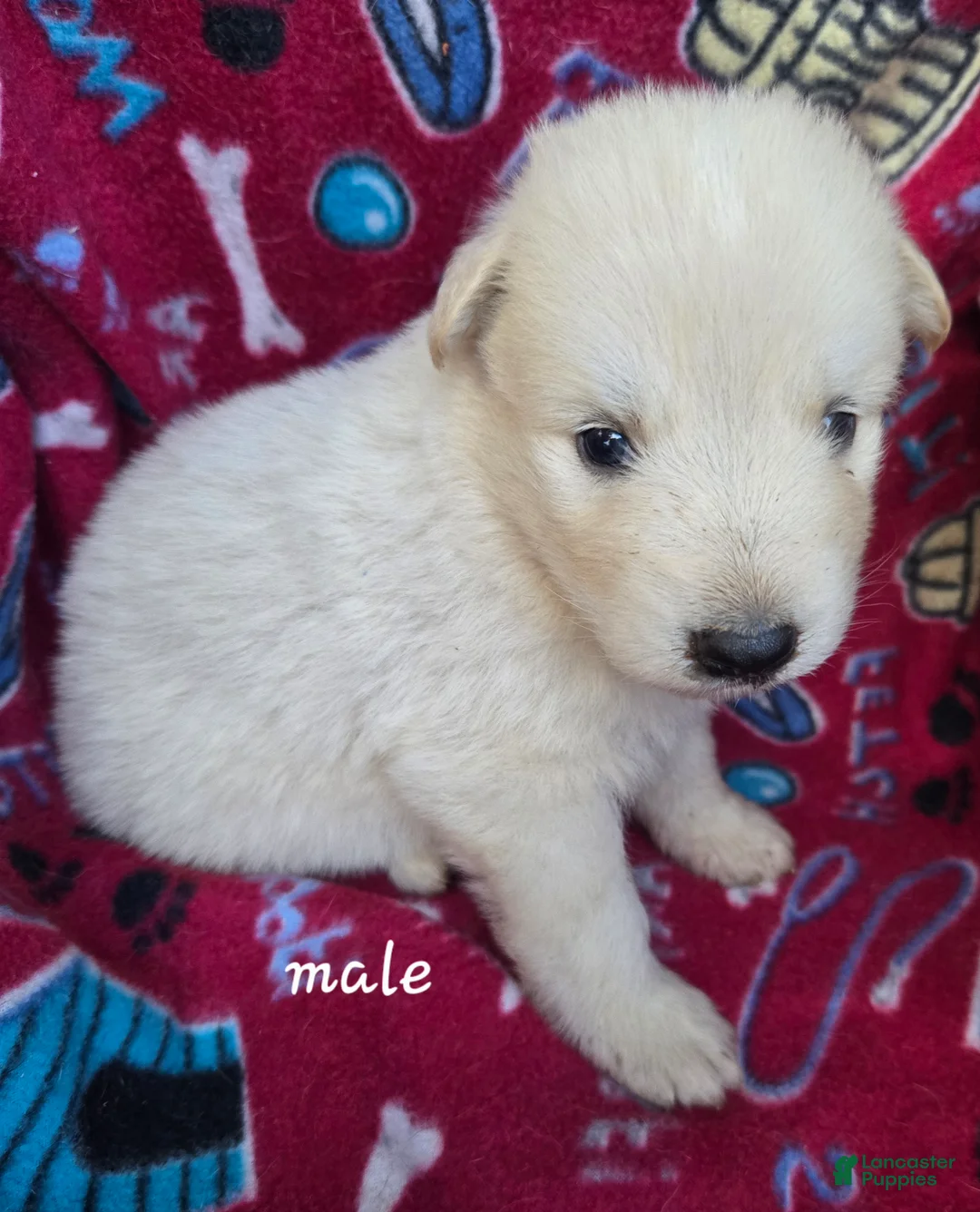 German Shepherd dogs for sale: German Shepherd 2  - Ad 2