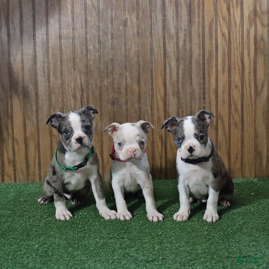 Boston Terrier dogs Bluebell - Ad 2