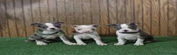 Boston Terrier dogs for sale: Bluebell - Ad 2