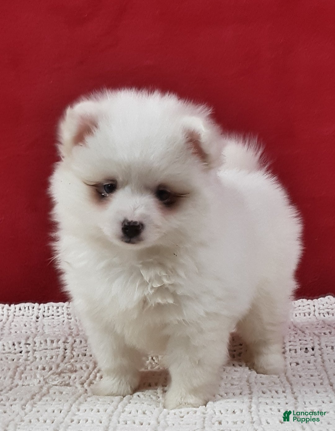 Pomsky dogs for sale: Marshmallow  - Ad 1