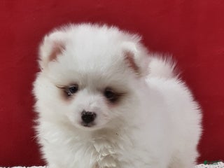 Pomsky dogs Marshmallow - Ad 2