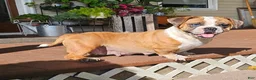 Mixed Breed dogs for sale: Chill Thrill - Ad 4