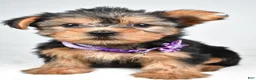 Yorkshire Terrier dogs for sale: Dora - Ad 7