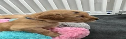 Golden Retriever dogs for sale: Rusty - Ad 3