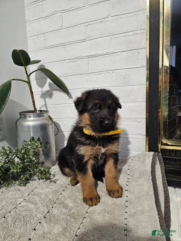 German Shepherd dogs Roscoe - Ad 2