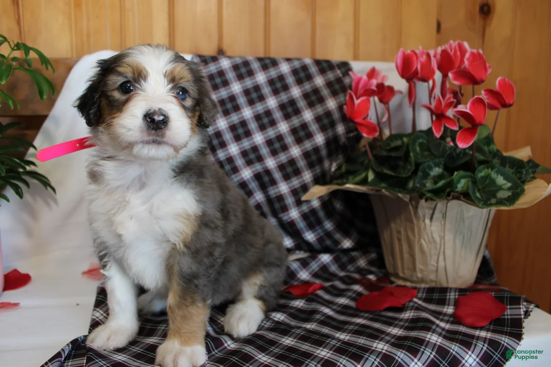 Bernedoodle dogs for sale: Petunia - Ad 6