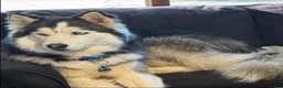 Goberian dogs for sale: Siberian husky/ golden retriever Puppy 6 - Ad 2