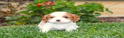 Cavalier King Charles Spaniel dogs for sale: Buddy - Genetic Tested Parents - Ad 14