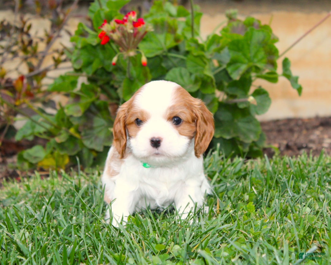 Cavalier King Charles Spaniel dogs for sale: Buddy - Genetic Tested Parents - Ad 14