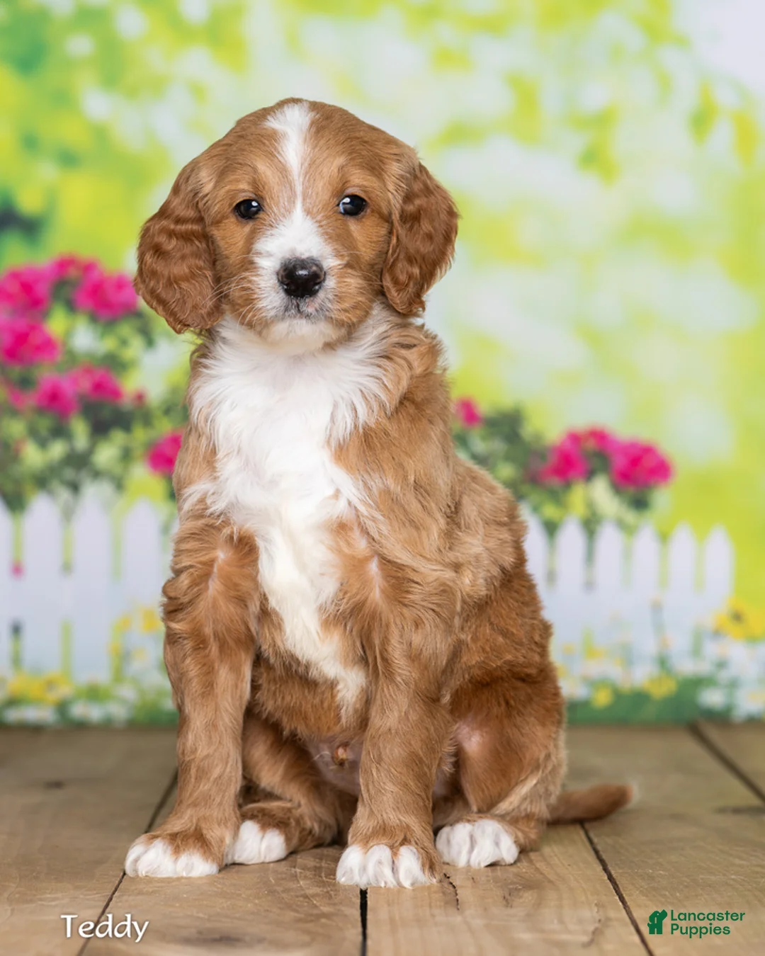 Goldendoodle dogs for sale: Teddy - Ad 2