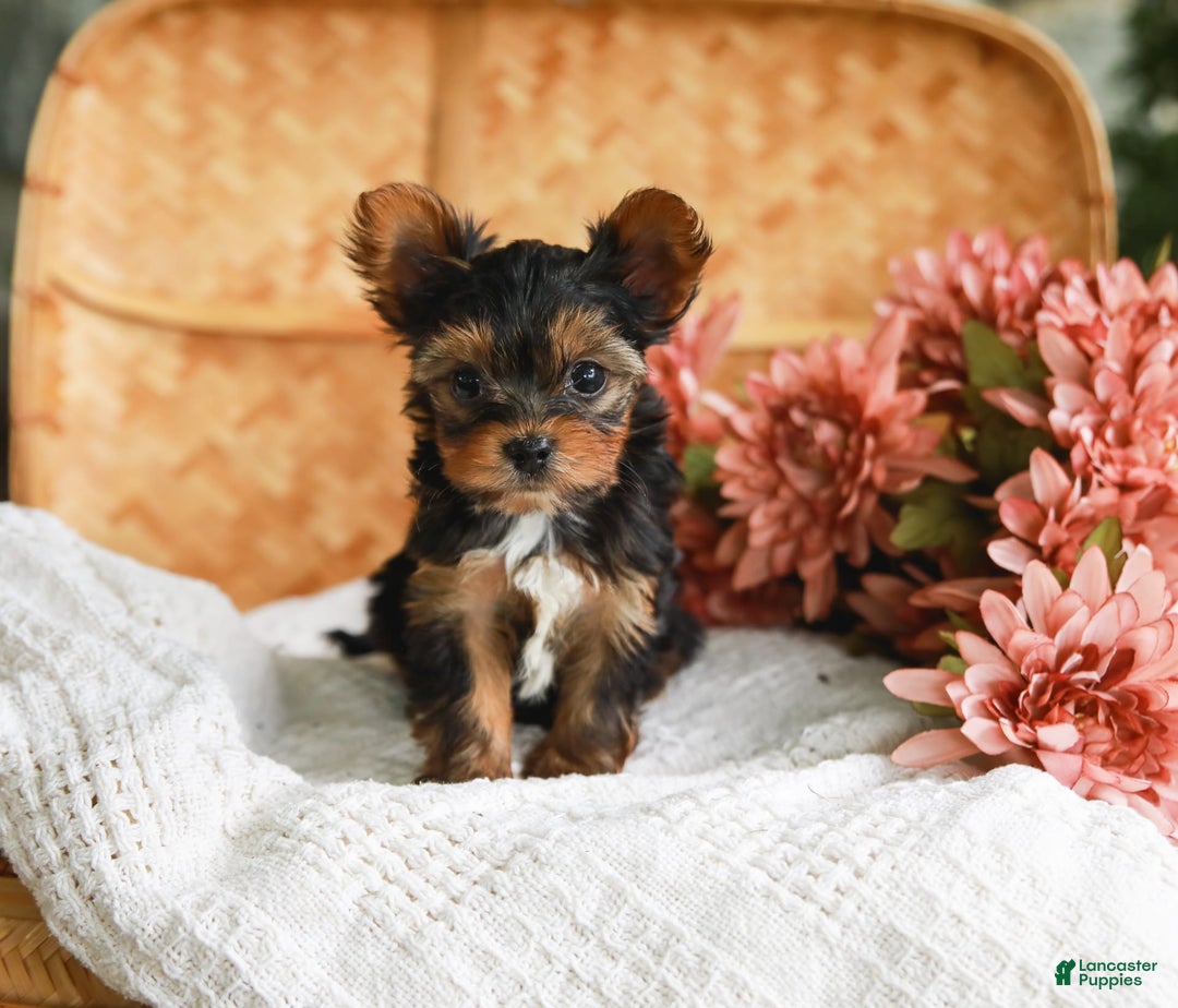 Adorable Puppies Free Teacup Yorkies For Adoption Under $500 Free