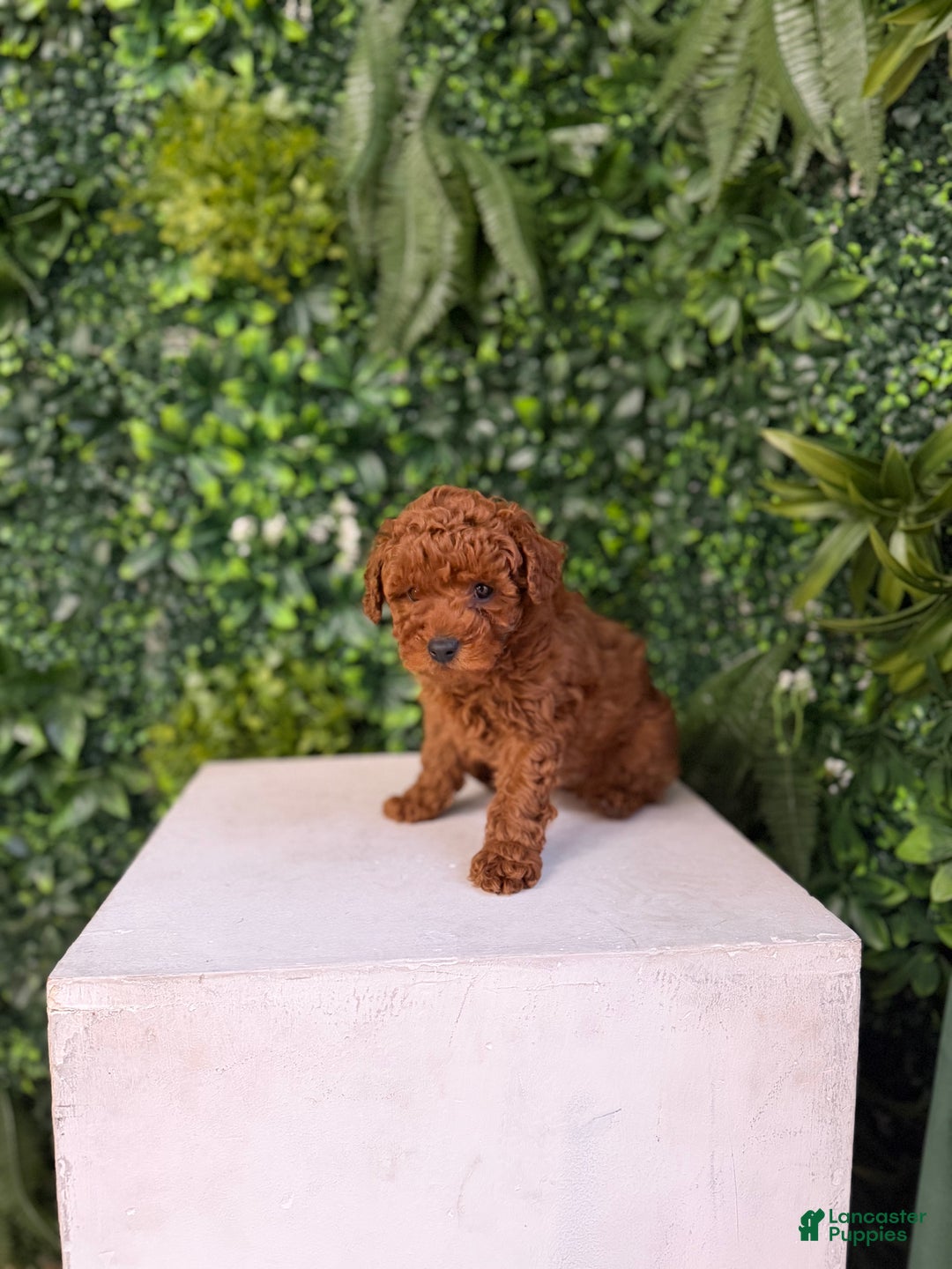 Toy Poodle dogs for sale: Mickey - Ad 2