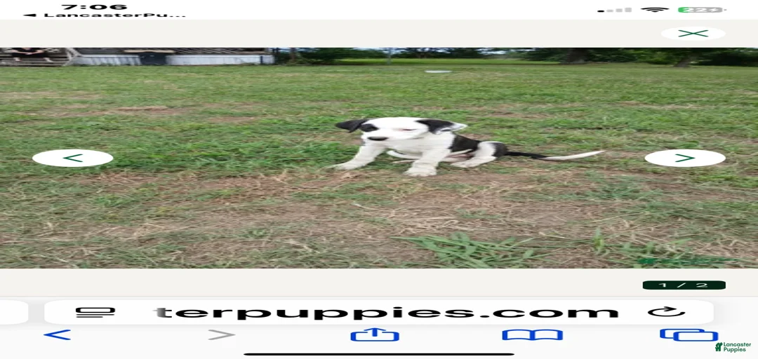 Gallery Image {{count}}
