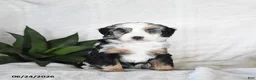 Bernedoodle dogs for sale: Stella - Ad 3