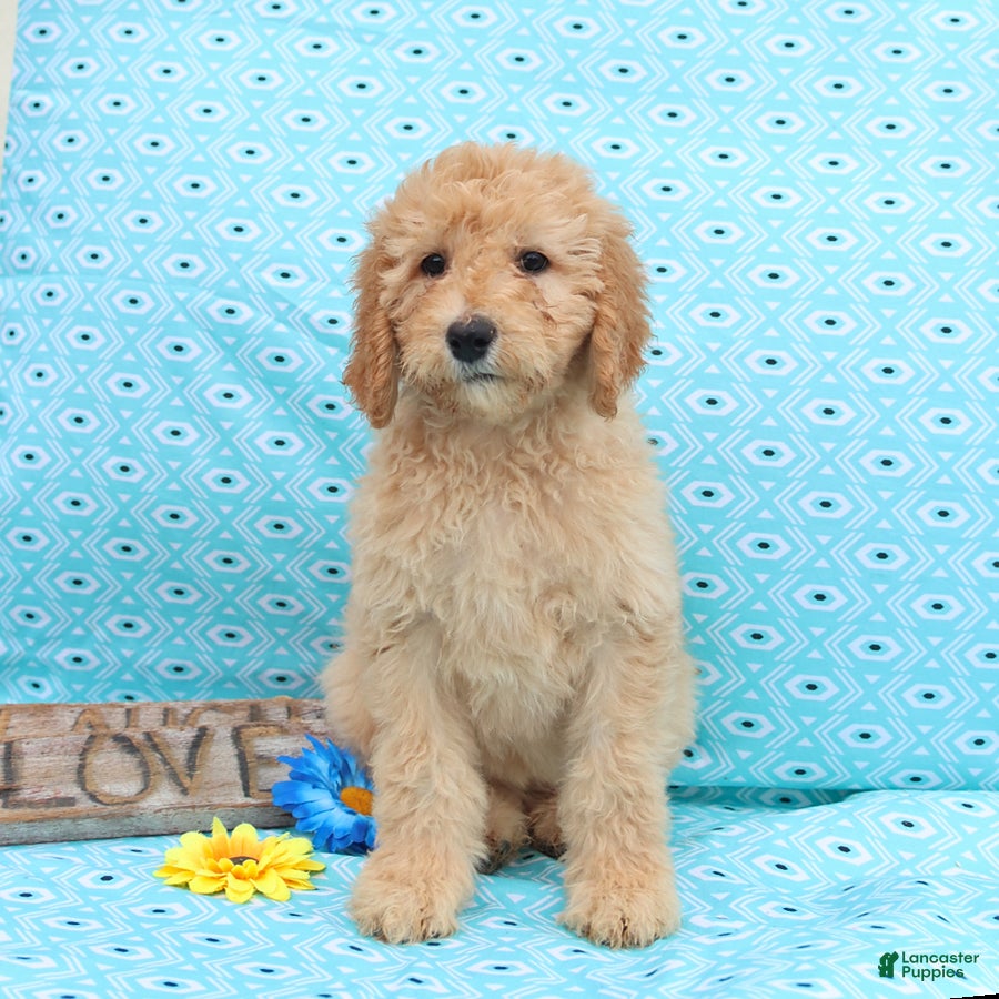 Goldendoodle dogs Joy - Ad 2