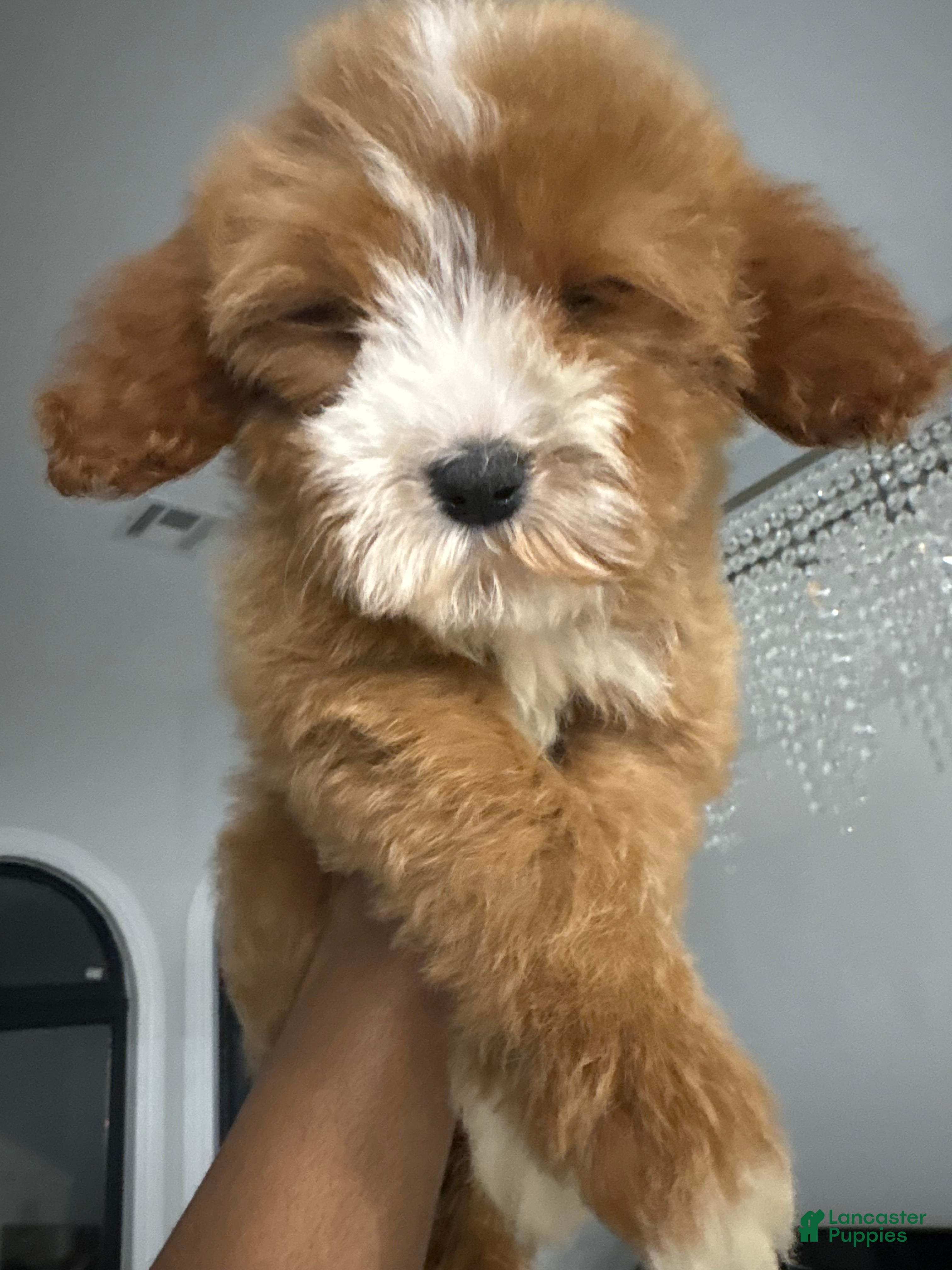 Cavapoo dogs CALI❤️🐾 - Ad 1