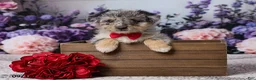 Corgipoo dogs for sale: Alex - Ad 5
