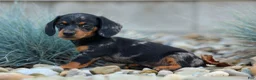 Miniature Dachshund dogs for sale:  Tilly 🎀 - Ad 11