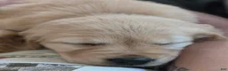 Golden Retriever dogs for sale: Golden Retriever Puppy 4 - Ad 1